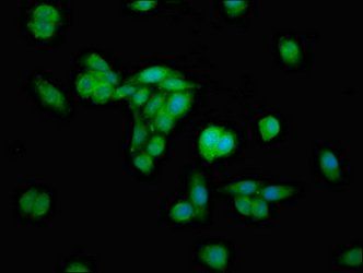 ERGIC2 Antibody