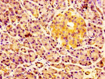 ERGIC2 Antibody