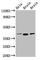 ERGIC2 Antibody