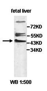 ERGIC3 antibody