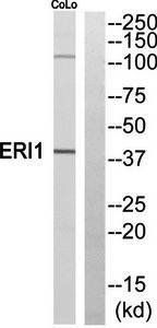 ERI1 Antibody