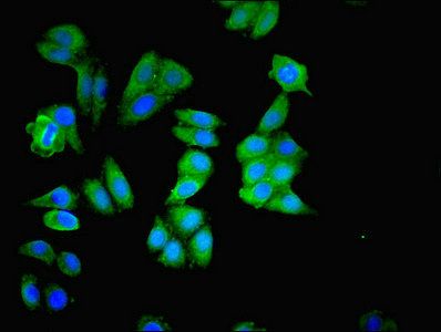 MAPK3 Antibody