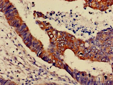 MAPK3 Antibody