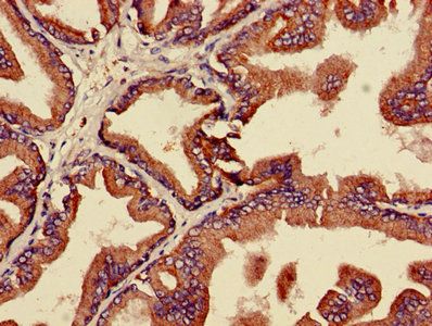 MAPK3 Antibody