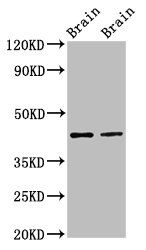 MAPK3 Antibody