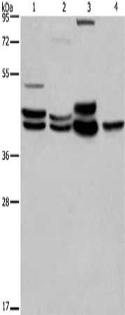 ERK1/2 antibody
