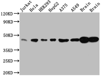 MAPK1 Recombinant Monoclonal Antibody