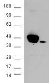 Goat anti-MAPK3/ERK1 Antibody