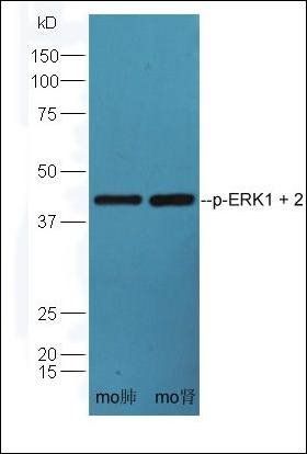 ERK1 (phospho-Thr183/185) antibody
