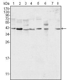 ERK2 Antibody
