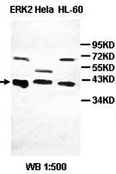 ERK2 Rabbit Polyclonal Antibody