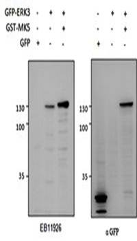 Goat anti-ERK3 / MAPK6 Antibody