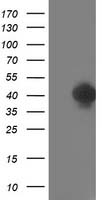 ERK5 Antibody
