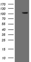 ERK5 Antibody