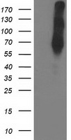 ERK5 Antibody
