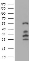 ERK5 Antibody