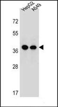 ERLIN1 antibody