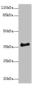 ERLIN1 Antibody