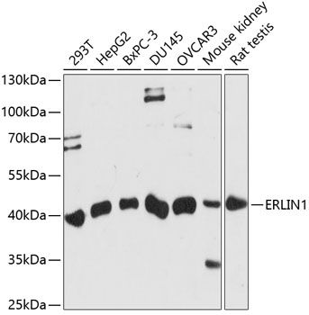 ERLIN1 antibody