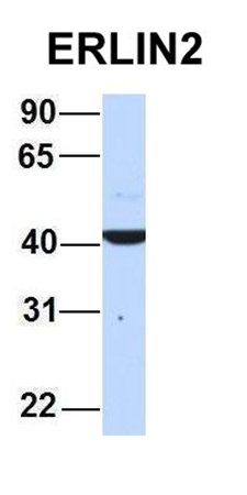 ERLIN2 antibody