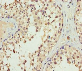ERLIN2 Antibody