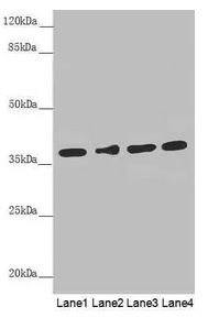 ERLIN2 antibody