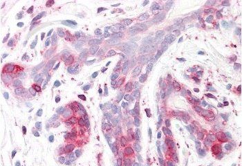 Goat anti-SPFH2 / ERLIN2 Antibody
