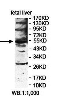 ERMAP antibody