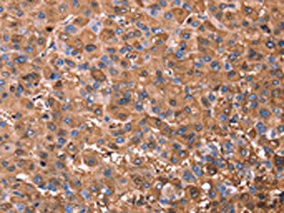 ERN2 Antibody