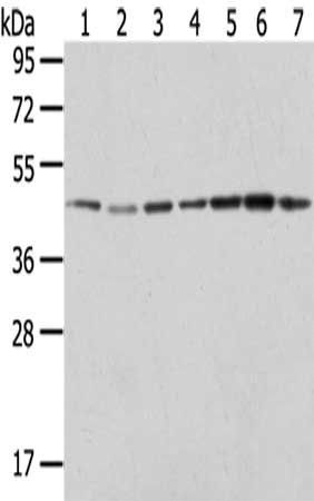 ERP44 antibody