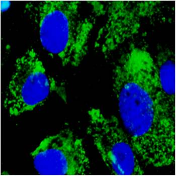 ERP57 antibody