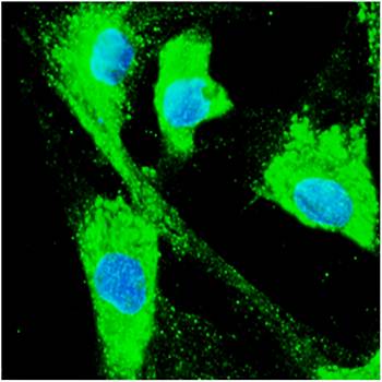 ERP57 antibody