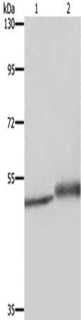 ERRFI1 antibody