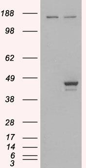 ELF3 antibody