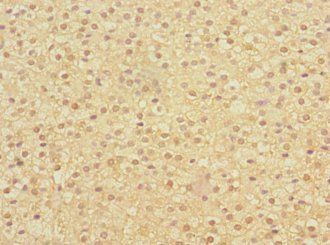 ERVFRD-1 Antibody