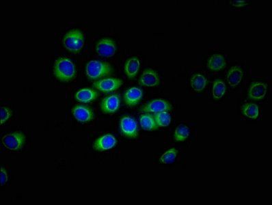 ERVK-6 antibody