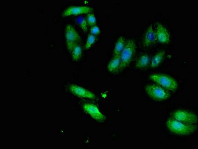 ERVW-1 Antibody