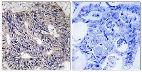 ES8L1 Antibody