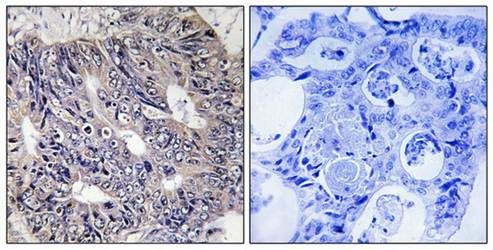 ES8L1 antibody