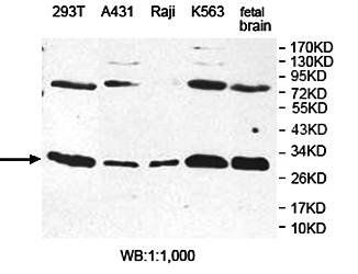 ESD antibody