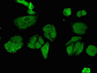 ESPL1 Antibody