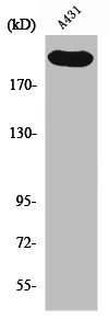 ESPL1 Antibody