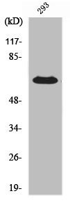 ESR1 Antibody
