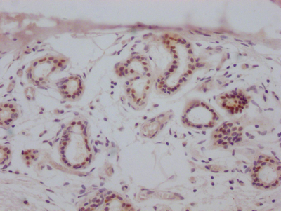 ESR1 Antibody