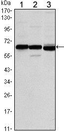 ESR1 Antibody
