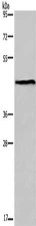 ESRRG Antibody