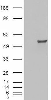 ESRRG antibody