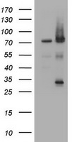 ESR1 Antibody
