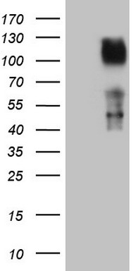 ESR1 Antibody