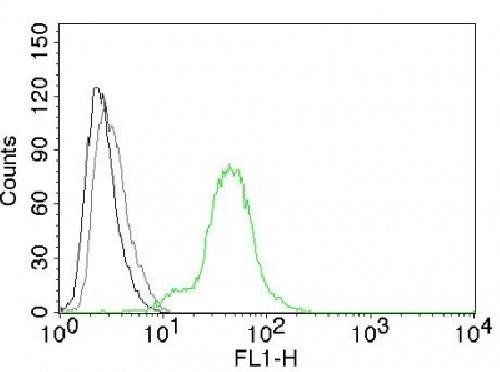 ER-beta-1 (Estrogen Receptor beta-1) Antibody